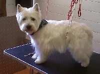 Étalon West Highland White Terrier - Endrix de L'Héritage du Néckar