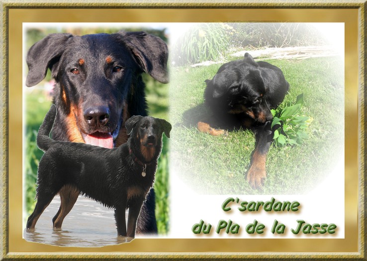 C'sardane du Pla de la Jasse