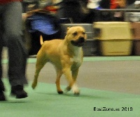 Étalon American Staffordshire Terrier - all think twice kennel Enjoy