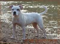 Étalon American Staffordshire Terrier - Caïna (Sans Affixe)