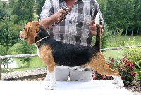 Étalon Beagle - Donneur des trois barreaux de la luzabert