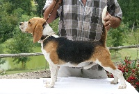 Étalon Beagle - Debuche des trois barreaux de la luzabert