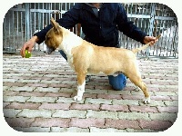 Étalon Bull Terrier - Gerico casa arianna du moulin d'allamont
