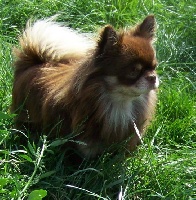 Étalon Chihuahua - Figaro Des patibullies