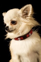 Étalon Chihuahua - CH. Dayana des Mini Elidyle