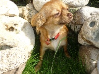 Étalon Chihuahua - Etoile de la vallee des petits bouts