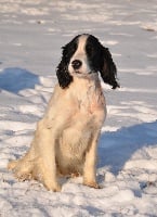 Étalon English Springer Spaniel - TR. weeping willow's Fly free