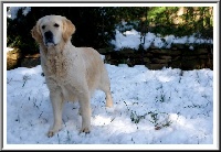 Étalon Golden Retriever - Emerald star du Sarmizegetusa Regia