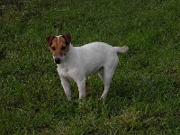 Étalon Jack Russell Terrier - Cow boy de L'Etang de Freville