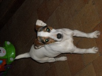 Étalon Jack Russell Terrier - Goupyl de l'antre des jacks