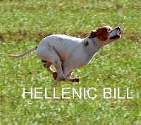 Étalon Pointer - TR. CH. hellenic Bill