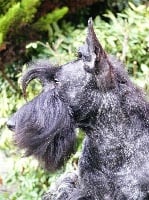 Étalon Scottish Terrier - CH. Gallifrey time lord des vicklands