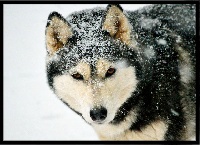 Étalon Siberian Husky - Balka Des garrigues du loup du canebas
