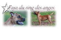 Étalon Staffordshire Bull Terrier - Faya du ring des anges
