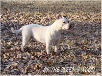 Étalon Staffordshire Bull Terrier - Faya (Sans Affixe)