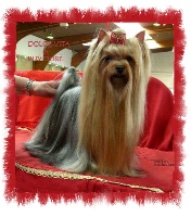 Étalon Yorkshire Terrier - CH. Dolce-vita du Puy Doré