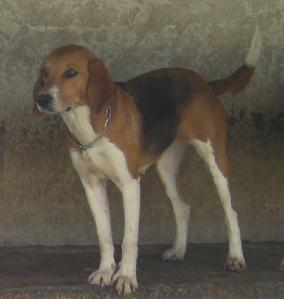 Yoyo Chien Beagle Harrier A Adopter Dans La Region Aquitaine