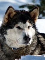 Étalon Alaskan Malamute - Souvenir of sitka's Bloody mary
