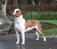 Étalon American Staffordshire Terrier - All think twice edition speciale on this Harvest Moon