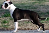 Étalon American Staffordshire Terrier - tatar's Black pampa
