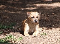 Étalon Border Terrier - El chiquita vlatipa Du parguet