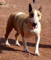 Étalon Bull Terrier - Cayenne du bois de Zelkova