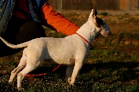 Étalon Bull Terrier - Guawda du moulin d'allamont