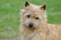 Étalon Cairn Terrier - Charlotte (Sans Affixe)