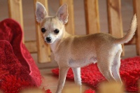 Étalon Chihuahua - Fylis Des hercules de font bouillant