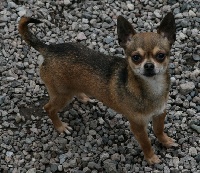 Étalon Chihuahua - Enrique de L'Arche des Dieux