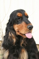 Étalon Cocker Spaniel Anglais - Formule un dit first du Bois d'Achelles