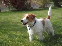 Étalon Jack Russell Terrier - Original master's voice Fonzie