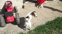 Étalon Jack Russell Terrier - Flamby (Sans Affixe)
