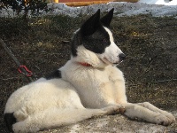 Étalon Siberian Husky - CH. Fjord des rêves de l'hiver blanc