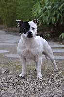 Étalon Staffordshire Bull Terrier - Silver Cross Epsilon
