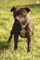 Étalon Staffordshire Bull Terrier - Delight (chelsea) De la vauxoise