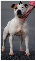 Étalon Staffordshire Bull Terrier - quinlent Prove yourself