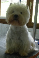 Étalon West Highland White Terrier - Alborada Ernie