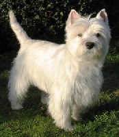 Étalon West Highland White Terrier - Flanelle (Sans Affixe)