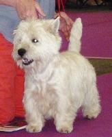 Étalon West Highland White Terrier - Filou de la closerie crevouline
