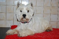 Étalon West Highland White Terrier - Daddy Du moulin de labatut