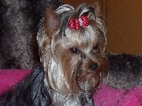Étalon Yorkshire Terrier - Geisha des Contes De Madjerly