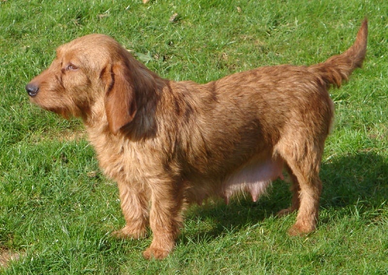 Les Basset fauve de Bretagne de l'affixe   De L'écho De L'aulne