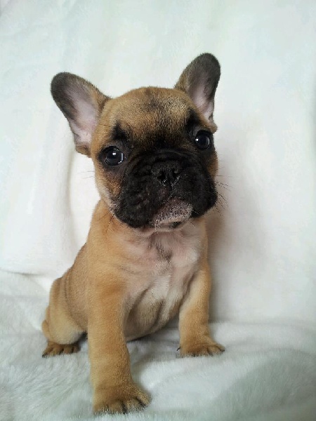 Humanity Dick Des Nez Plats Du Ricolin Chien De Race Toutes