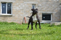 Étalon American Staffordshire Terrier - Of Passion Amstaff  Good lady's gdp