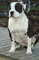 Étalon American Staffordshire Terrier - Douchka the Good Dogs Passion