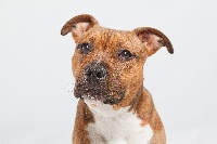 Étalon American Staffordshire Terrier - Night Taker Gahys essential