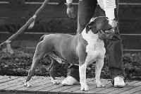 Étalon American Staffordshire Terrier - Cheyen the Good Dogs Passion