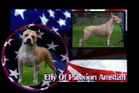 Étalon American Staffordshire Terrier - Elfy Of Passion Amstaff 
