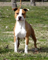 Étalon American Staffordshire Terrier - brave soul Show girl
